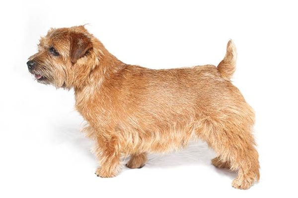 Norfolk Terrier