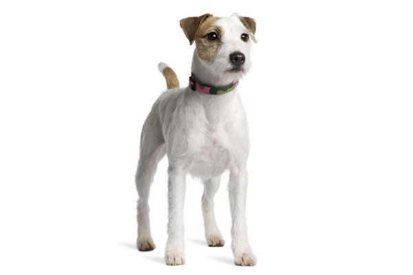 Parson Russell Terrier