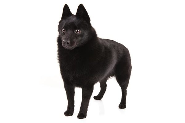 Schipperke