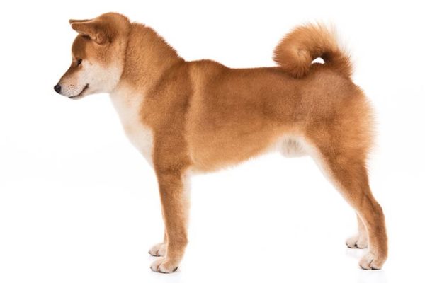 Shiba Inu