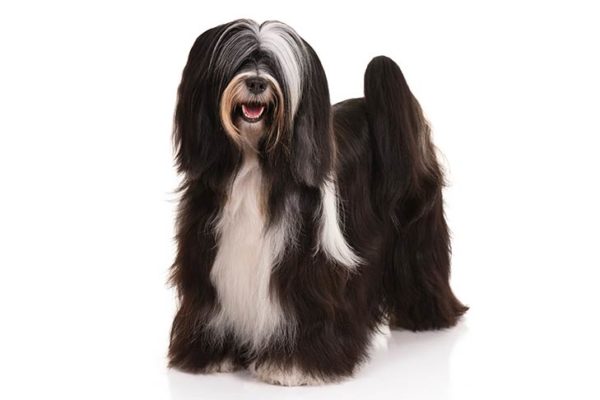 Tibetan Terrier