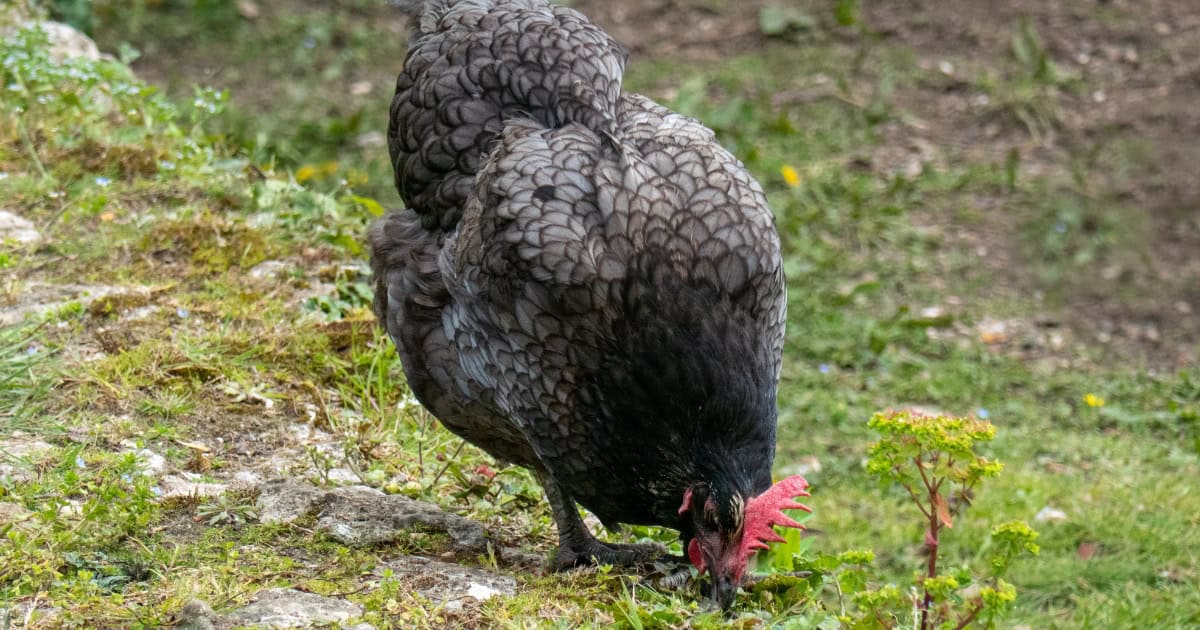 Australorp Chickens Popular for meat and egg laying