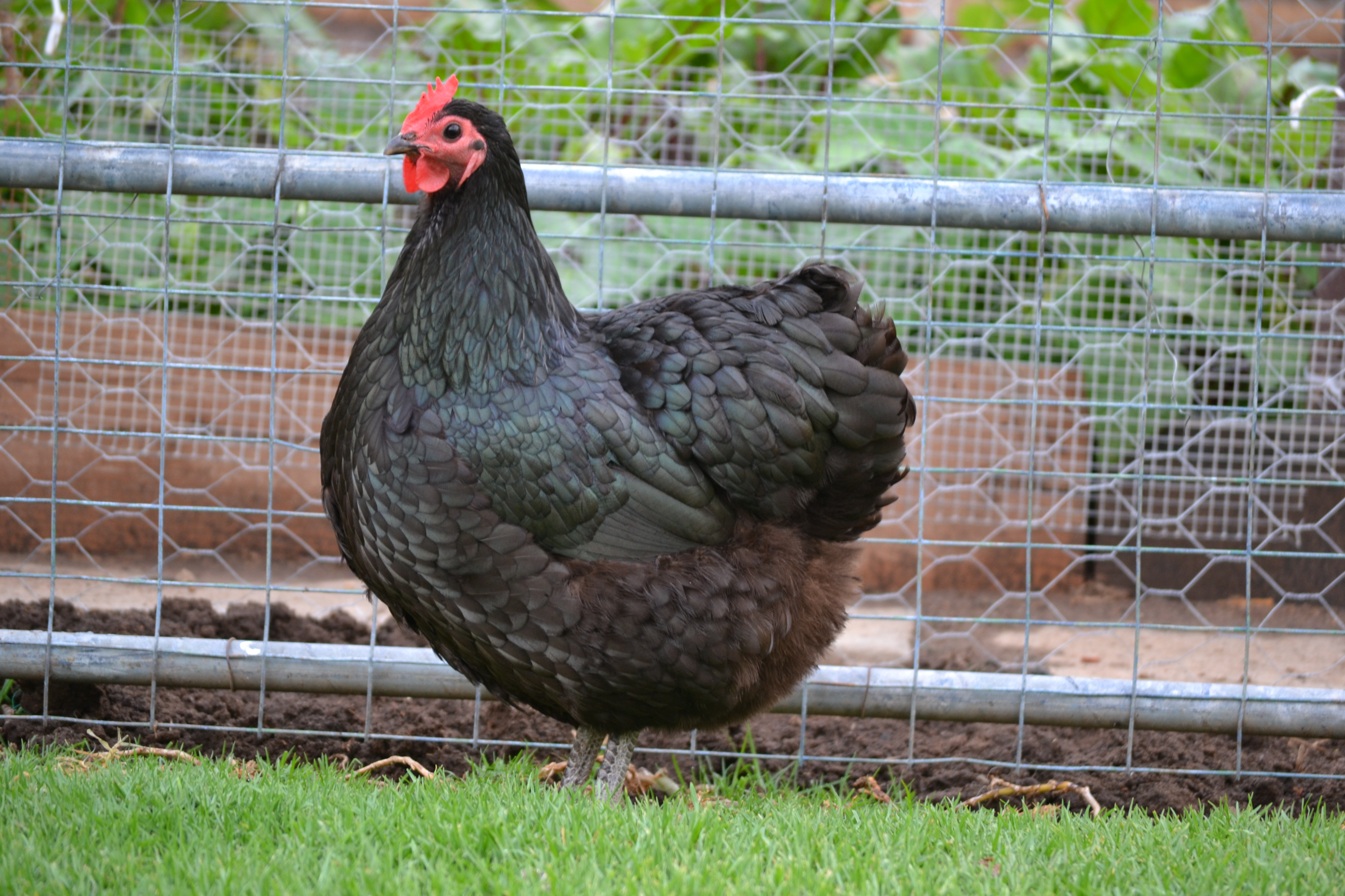 Australorp Chickens are an extremely popular breed of chicken for both Meat and Eggs