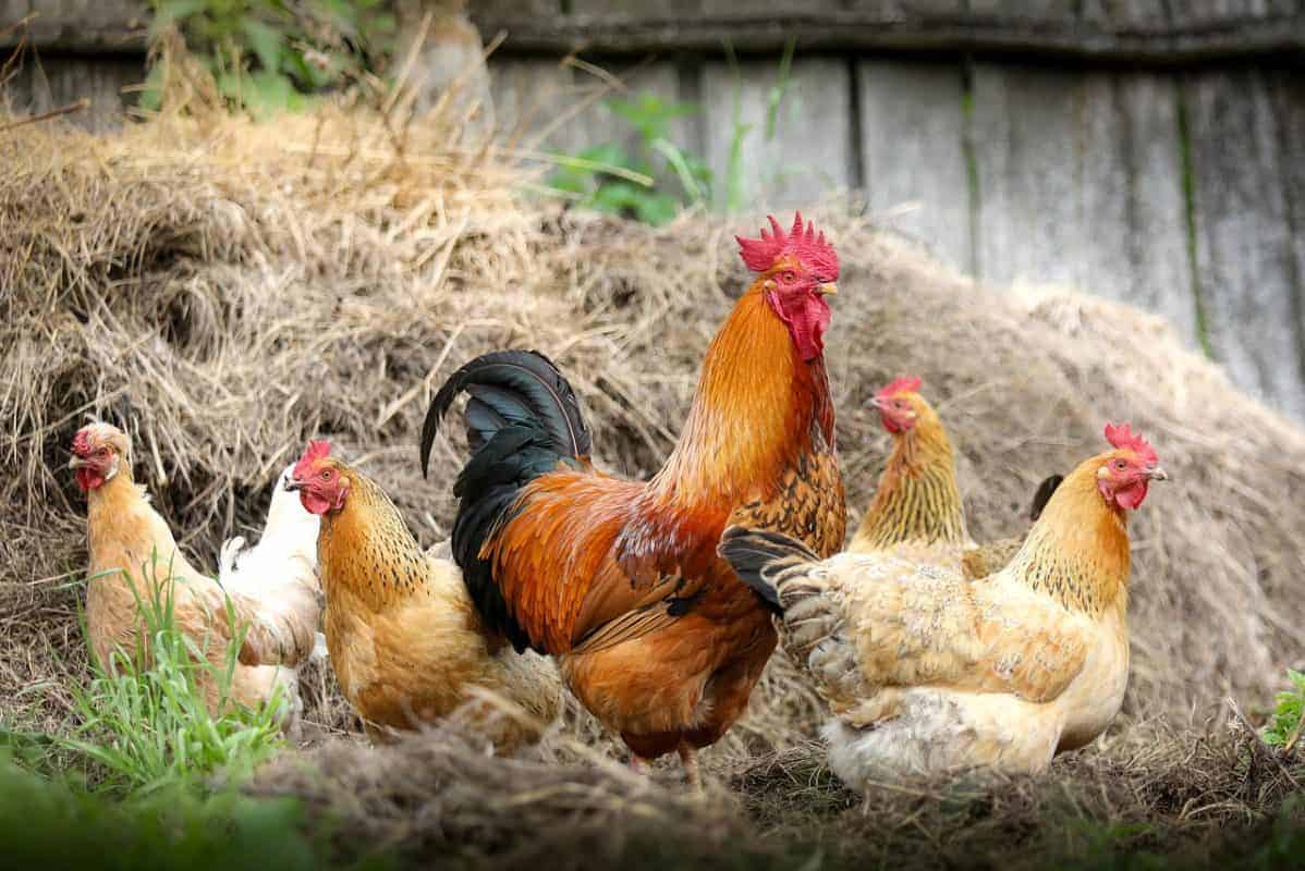 Best Chicken Breeds for Eggs