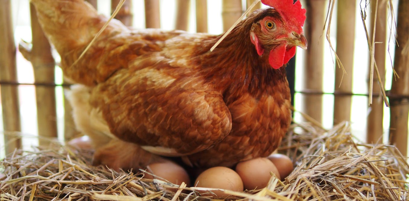 The Ultimate Guide to Egg Laying Chickens - Somerzby