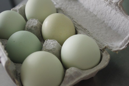 Blue Eggs from Araucana Chickens