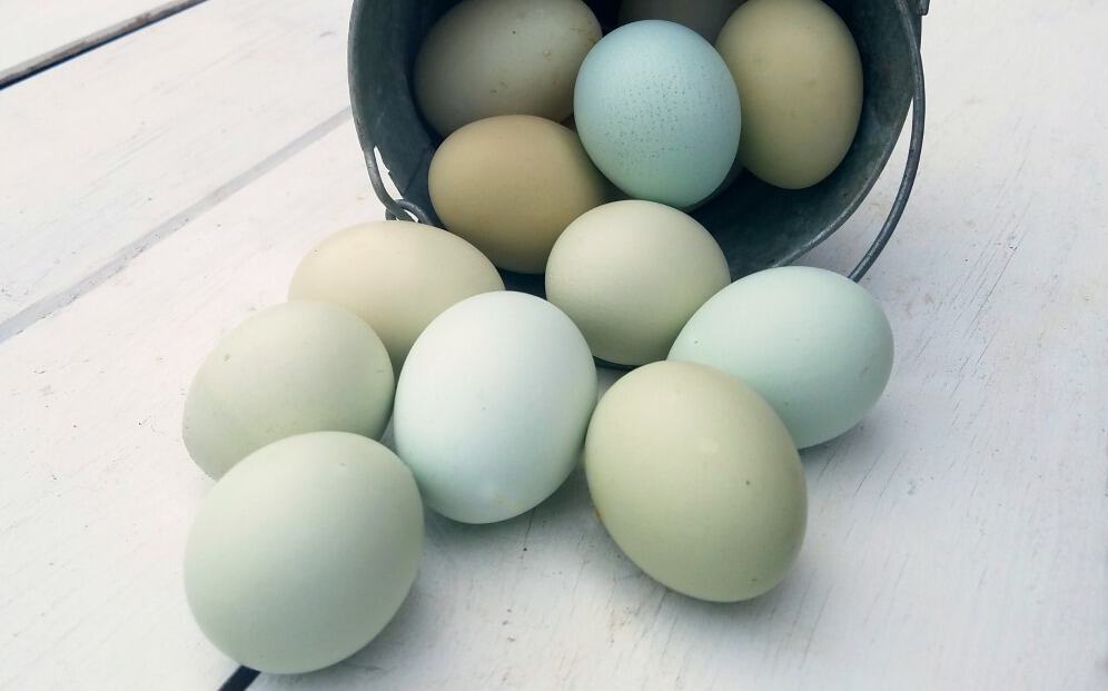 Chickens that Lay Blue Eggs