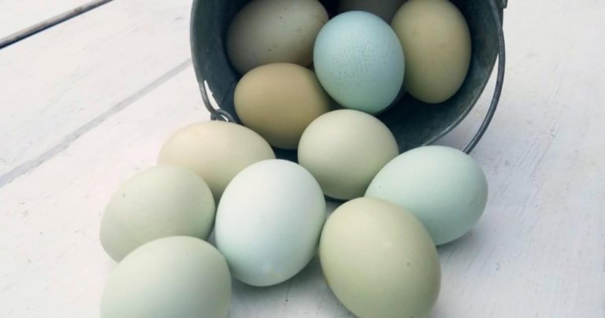 Chickens that lay blue eggs