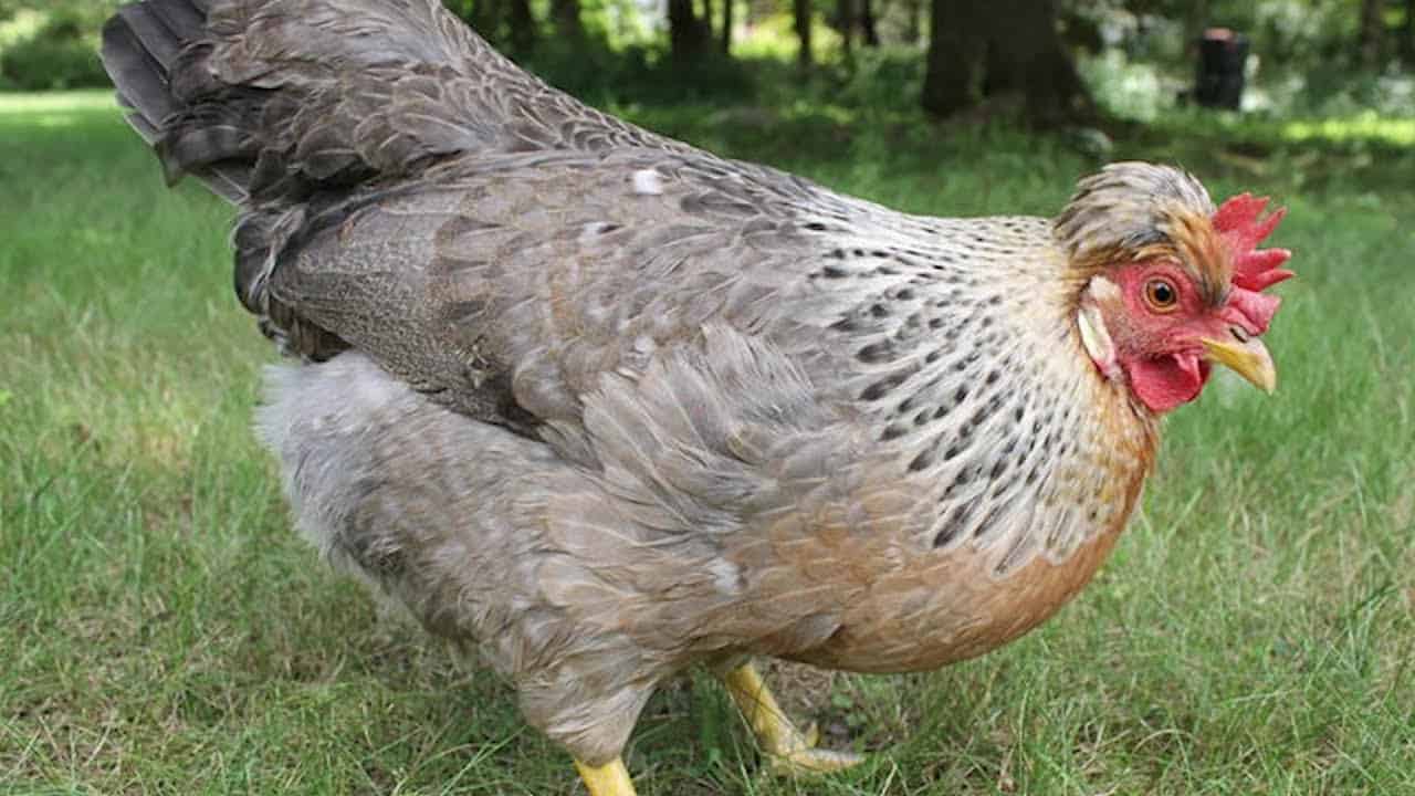 Cream Legbar Chicken Breed