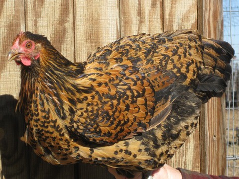 Java Chicken Breed