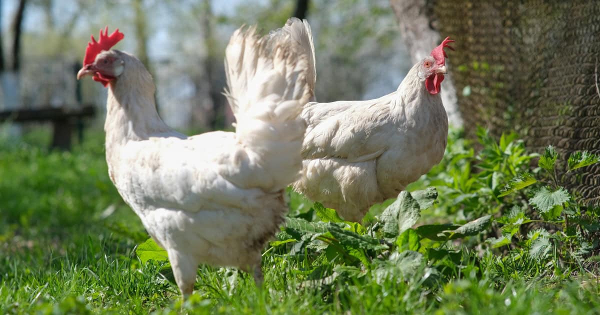 Leghorn Chickens
