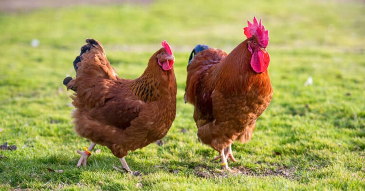 New Hampshire Hens