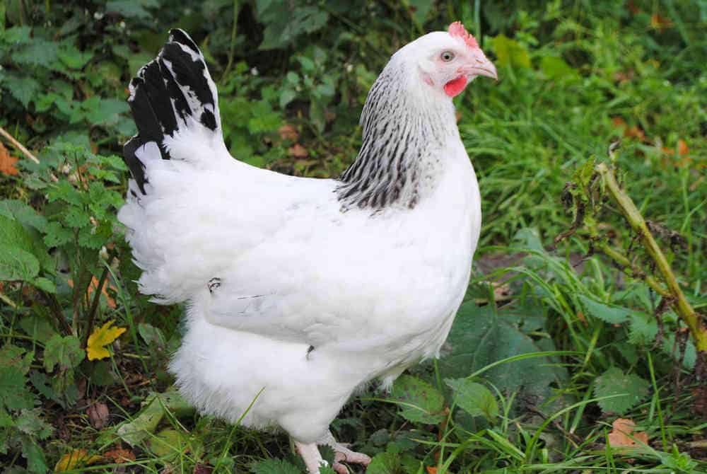 Sussex chicken will lay over 250 eggs each year