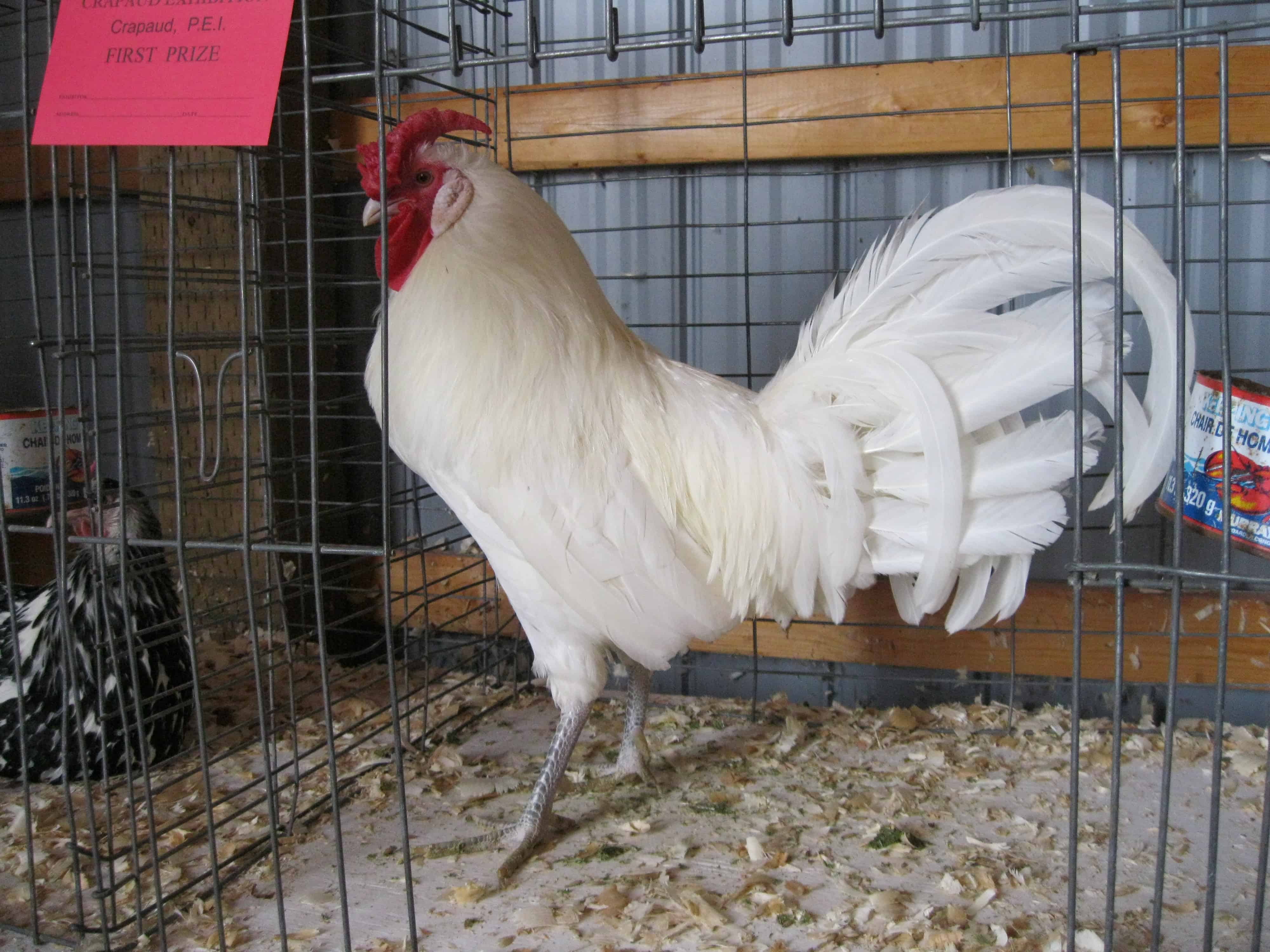 White Hanburg Chicken Breed for White Eggs