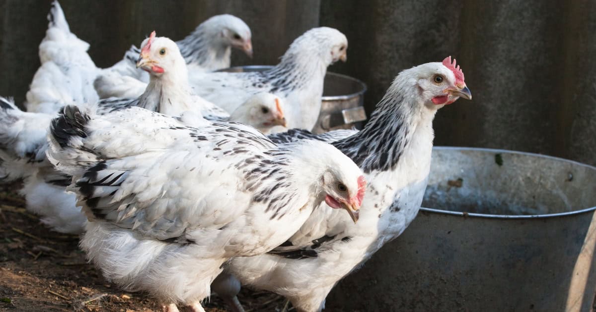 Young Sussex Hens