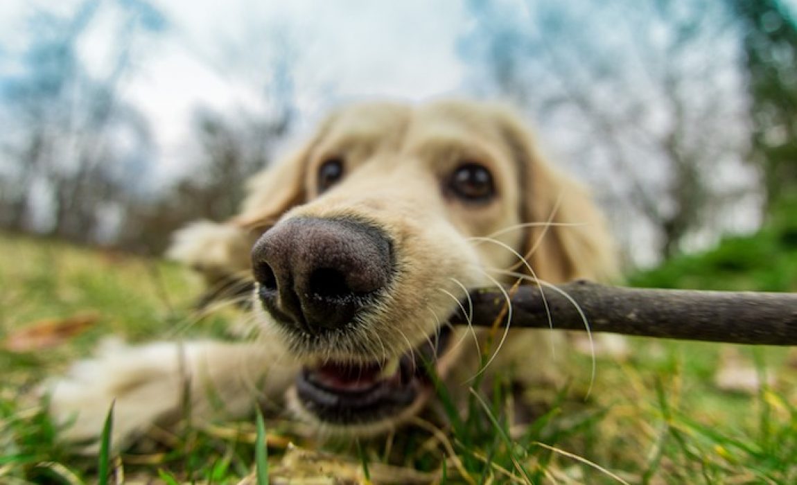 Dog Chewing Deterrents