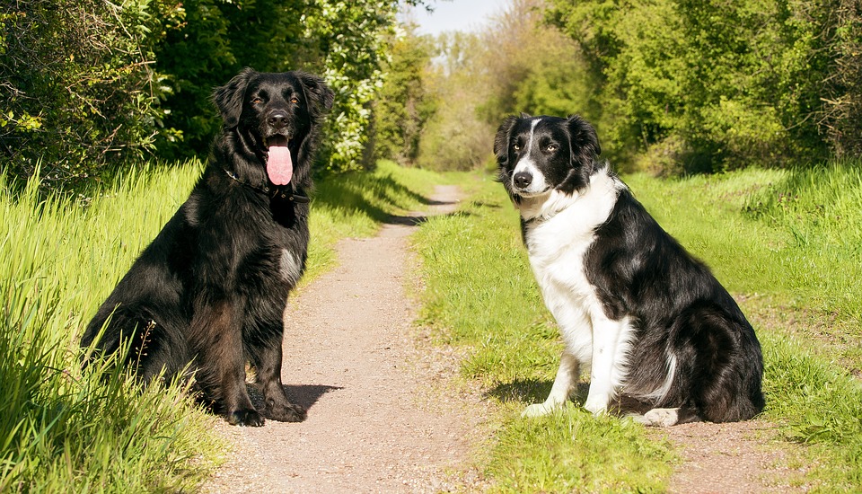 Dogs Chewing Kennels