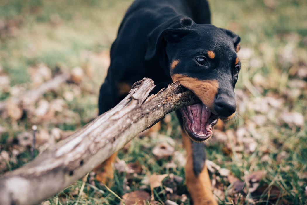 Dogs Chewing Wood