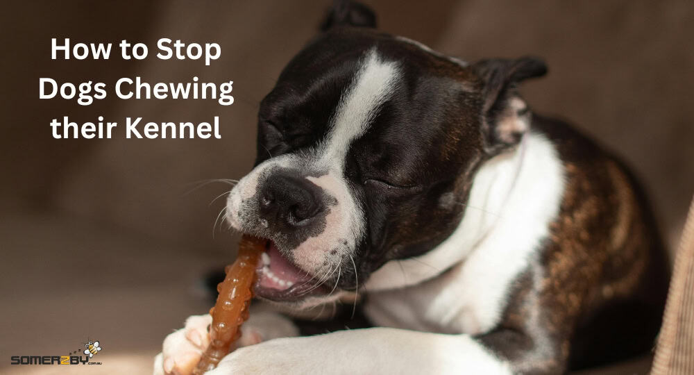 How to Stop Dogs Chewing their Kennel