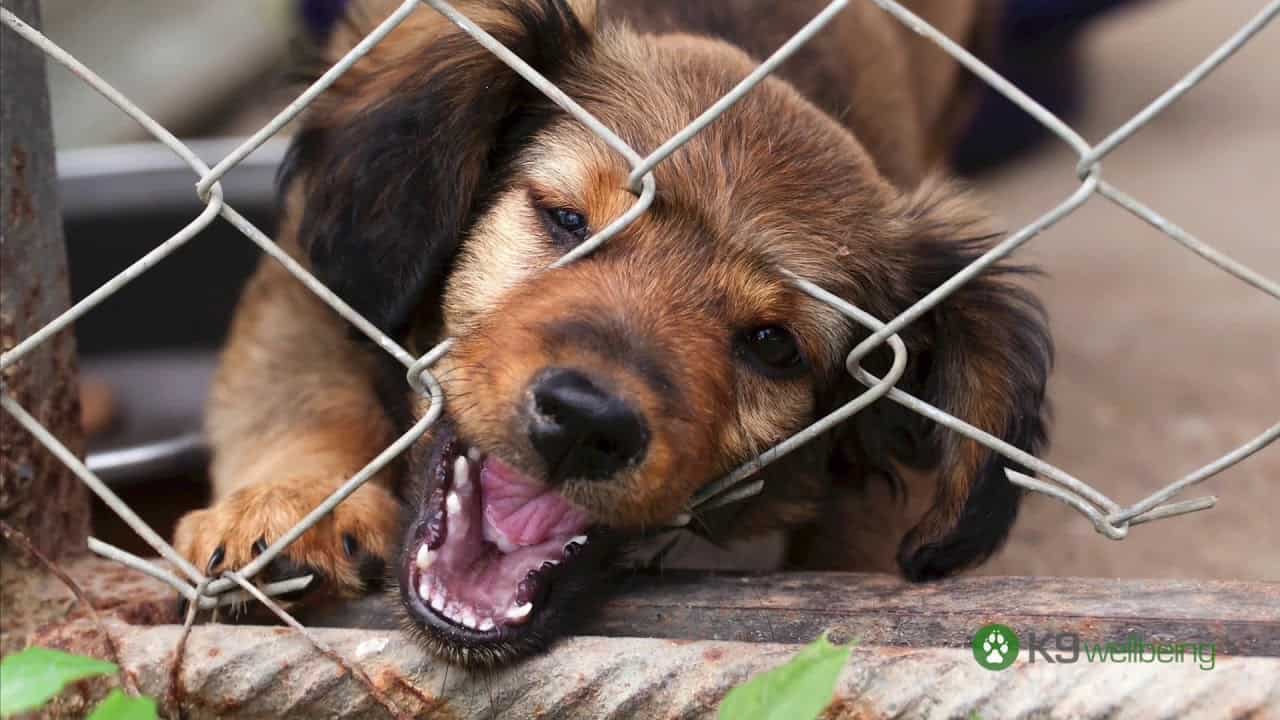 How to stop your dog from chewing on his kennel