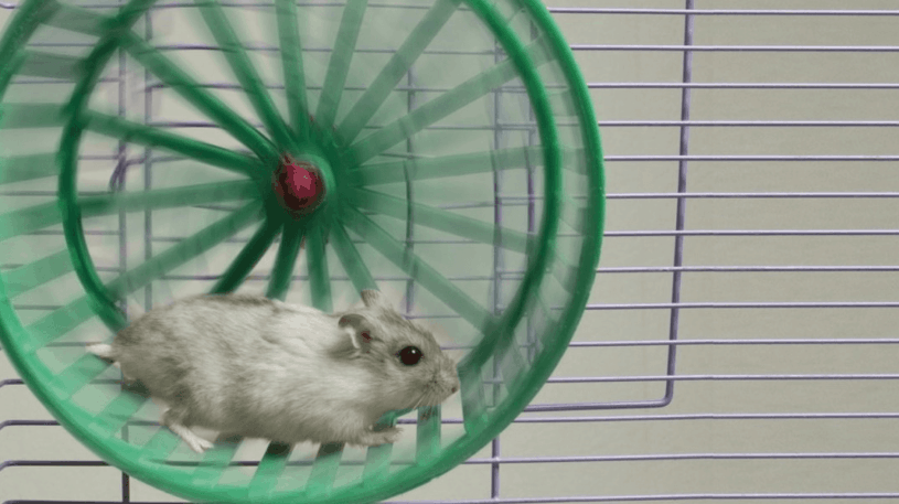 Rats Playing on Spinning Wheel