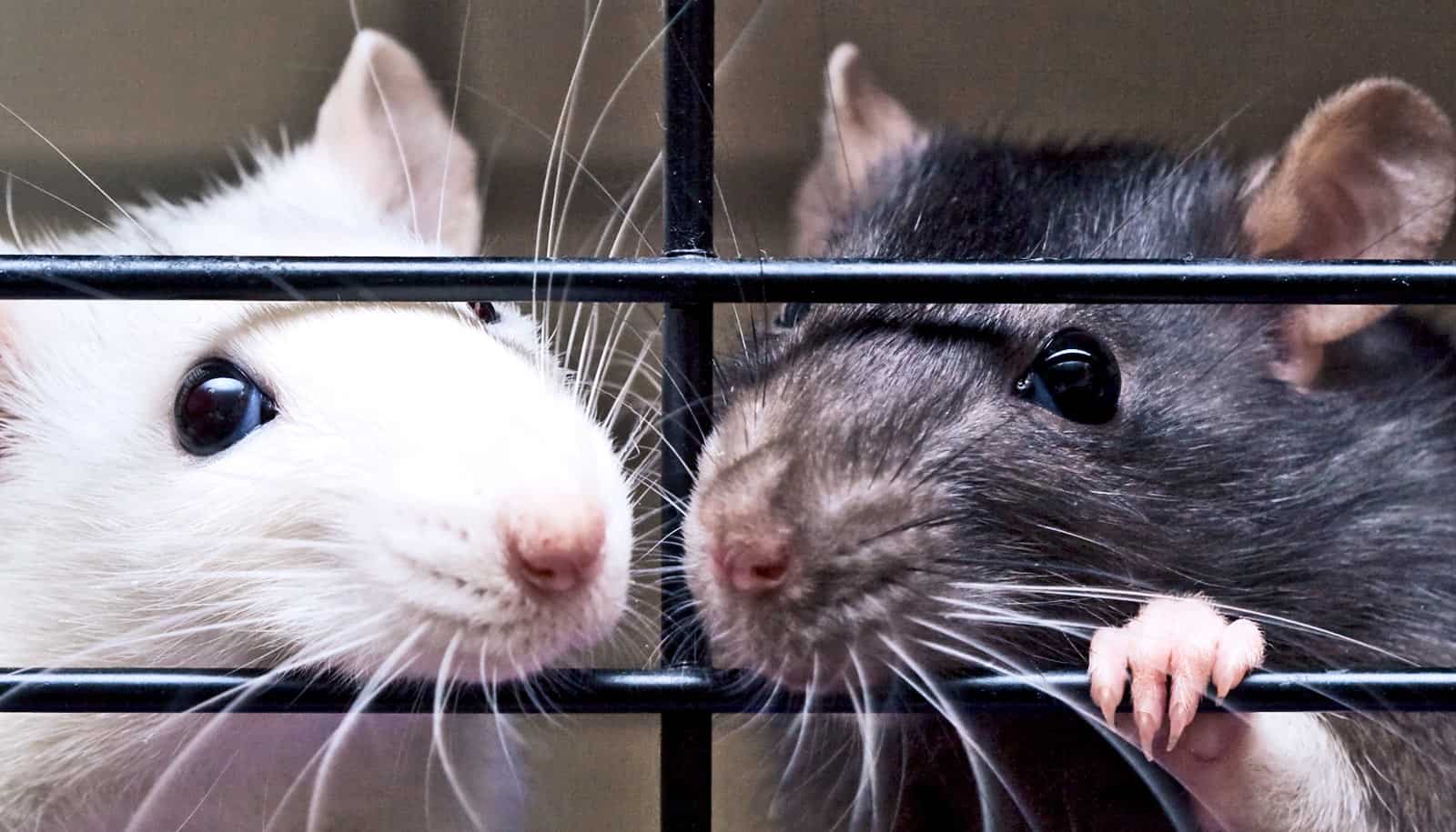 The Best Cages for Pet Rats