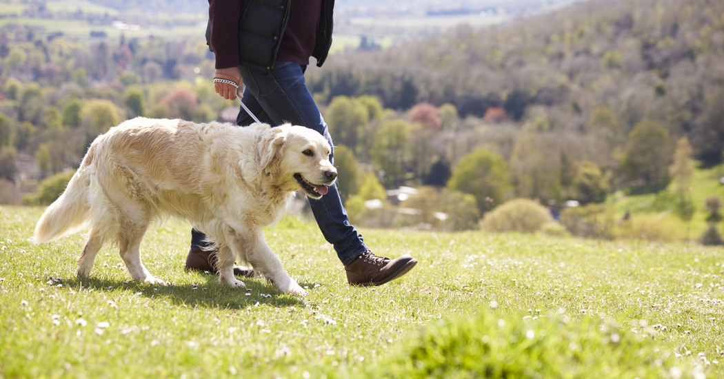 Walk your Dog