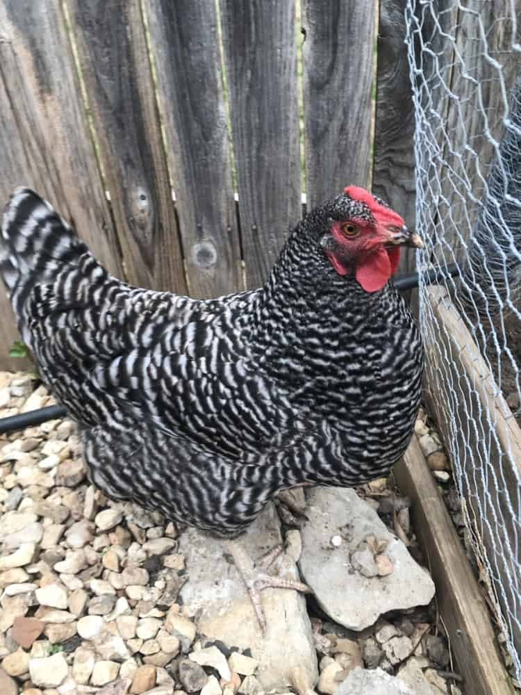 History of the Plymouth Rock hen