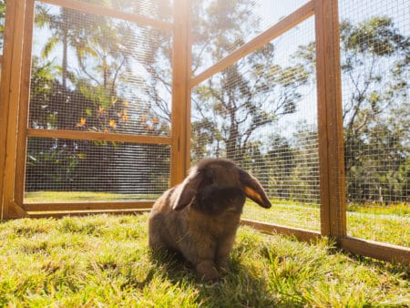 Large build of Estate Package can house many Rabbits