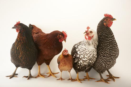 Plymouth barred rock and bantam hen