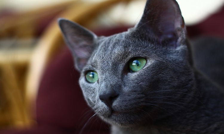 russian blue indoor cat