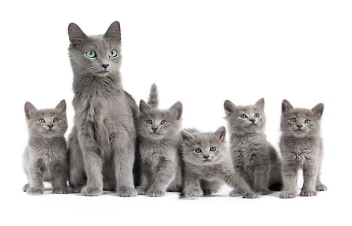 Russian Blue Cat Litter