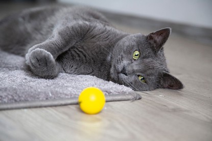 Russian Blue Cat Playing Around