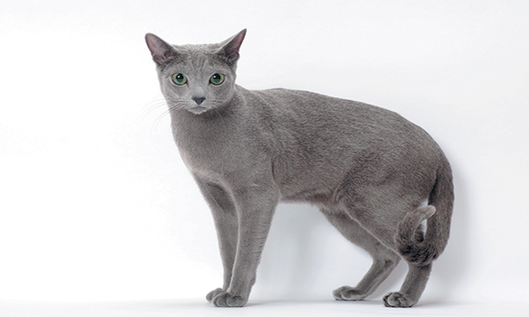 Russian Blue with a slight tail curl