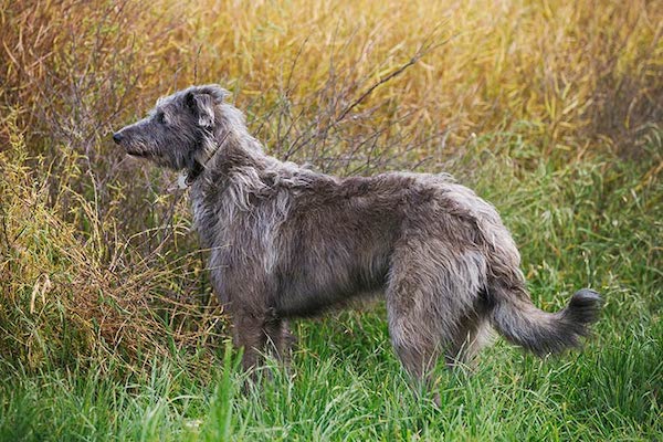 Scottish Deerhound