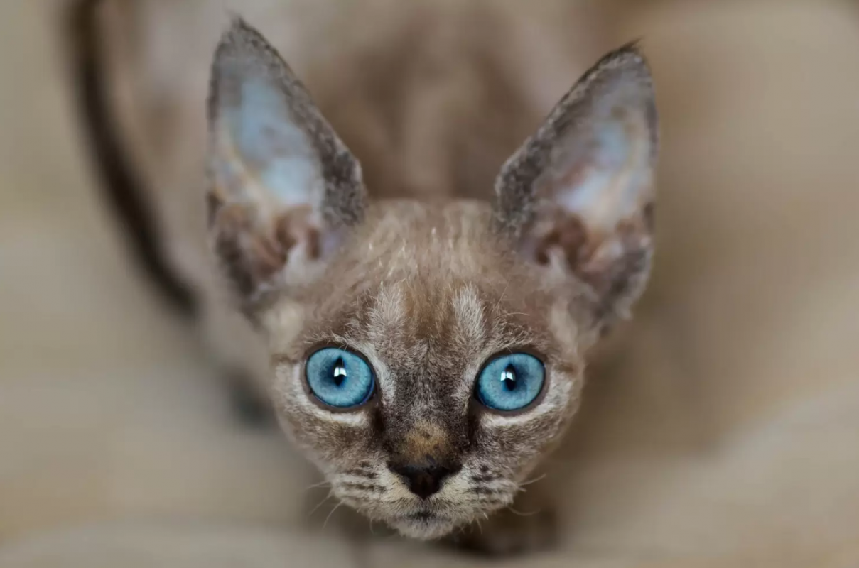 devon rex cats ears