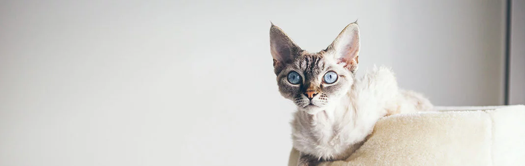 Devon Rex with Pixie like ears