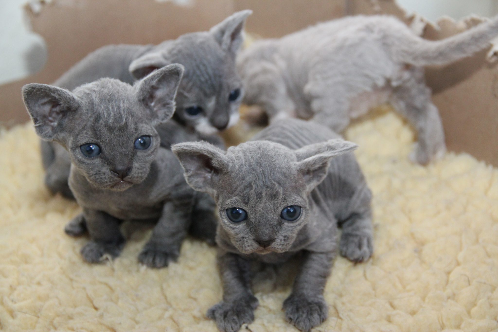 The Affectionate Pixie Ear Cat Thats The Devon Rex Cat 