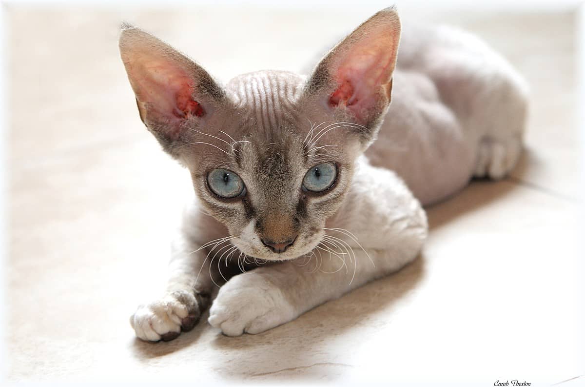 The Affectionate Pixie Ear Cat That S The Devon Rex Cat