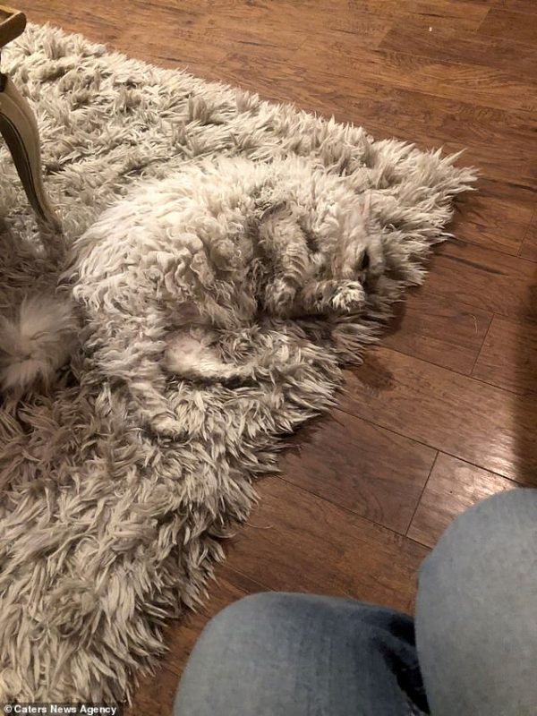 Selkirk Cat Camouflage on carpet