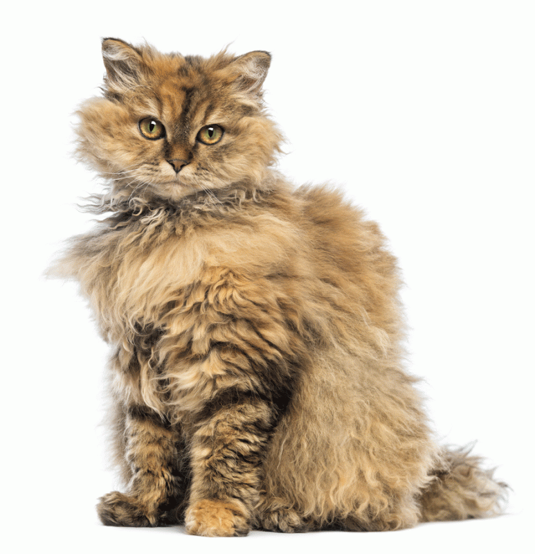 Selkirk Rex Breeders Australia Selkirk Rex Info