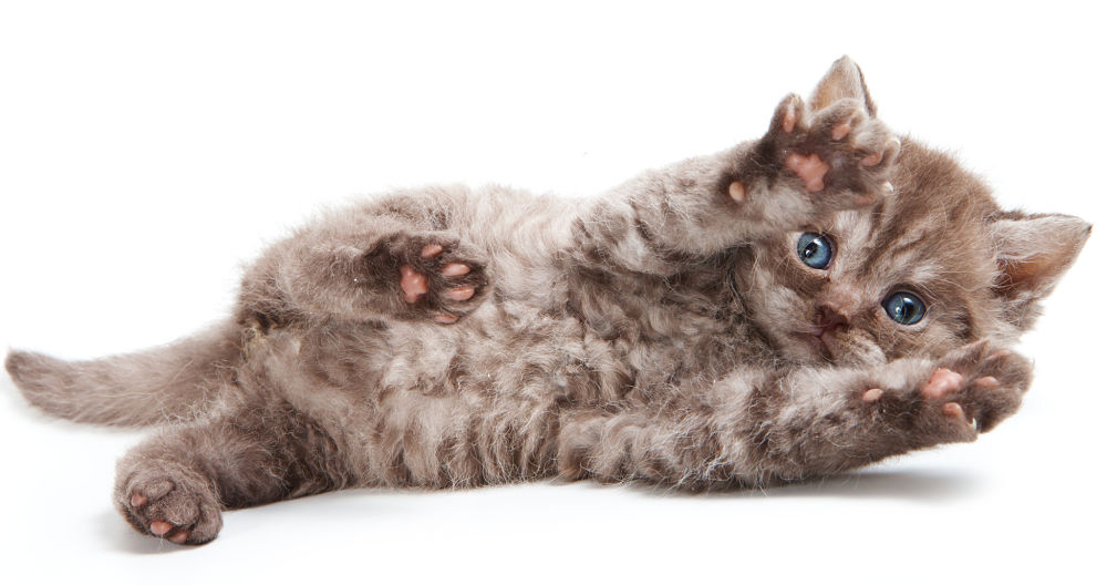 Selkirk Rex kitten playing