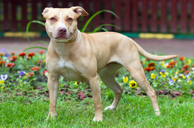 American Pit Bull Terrier