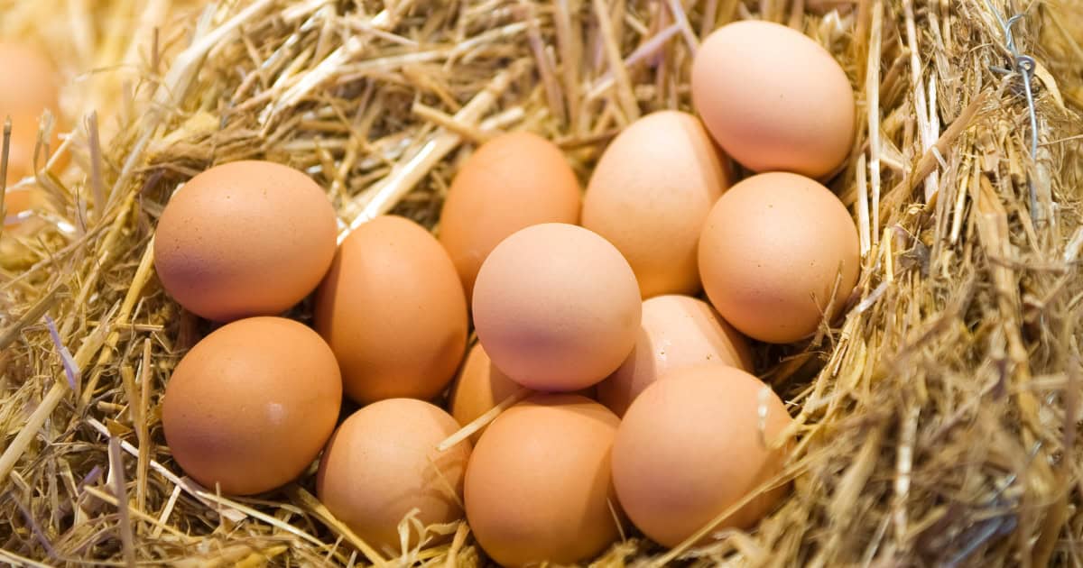 Are Bantam Chickens Good Egg Layers