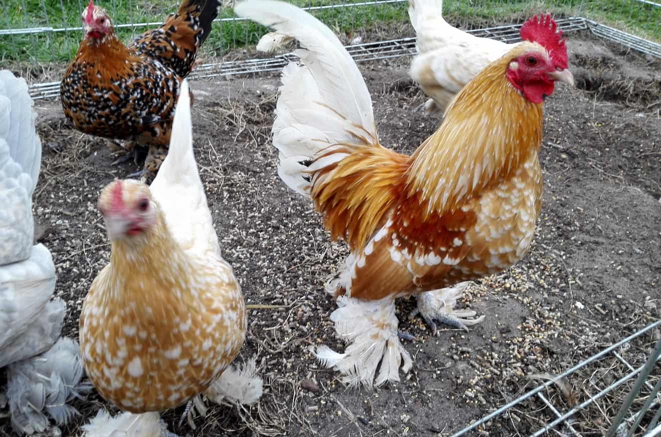 Bantam Chickens - The Ultimate Guide on Breeds, Eggs, Size and Care Guide