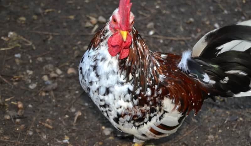 Bantam Chicken Breeds