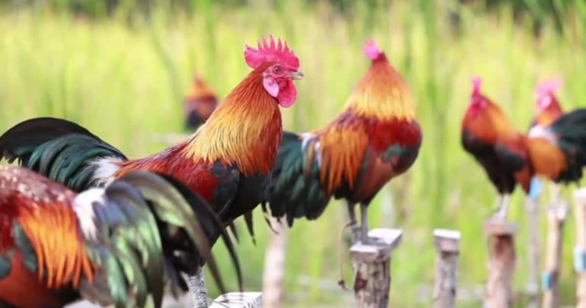 Bantam Chickens