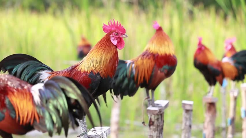 Bantam Chickens