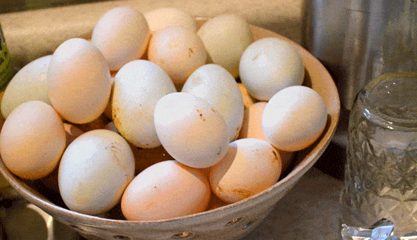 Eggs laid by Bantam Chickens