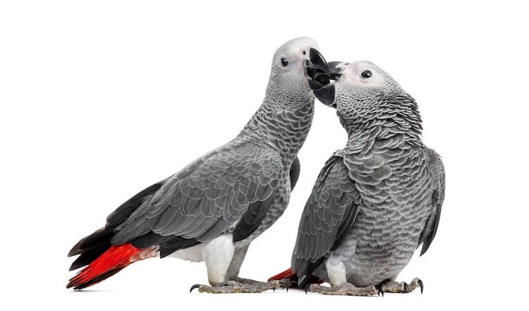 African Grey Parrot